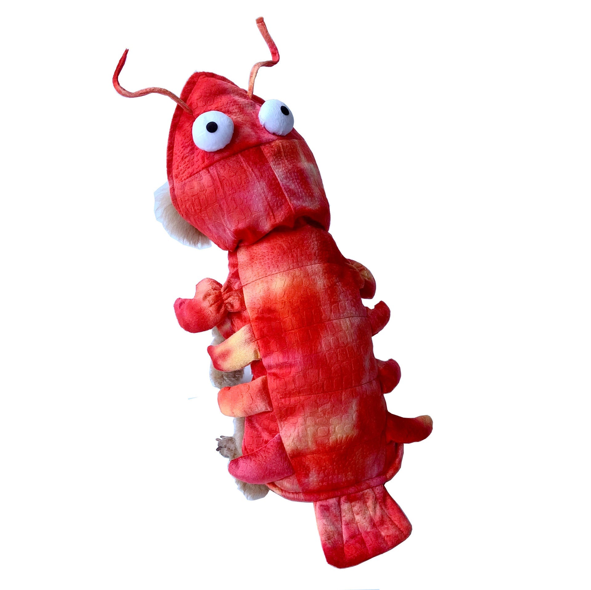 Transform Your Pet into a Lobster This Halloween!